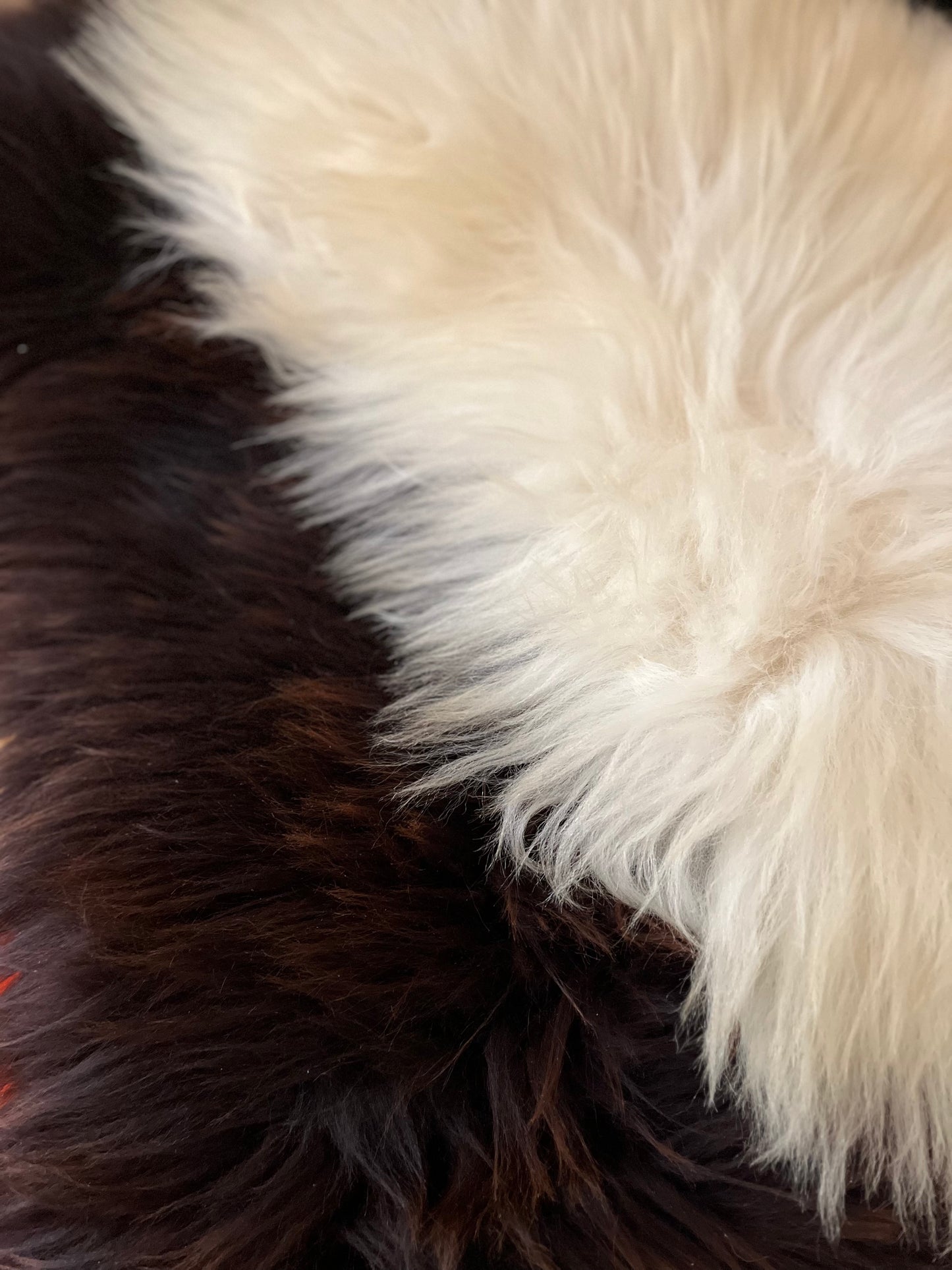 Lammfell vom Krainer Steinschaf