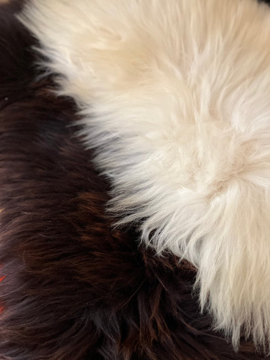 Lammfell vom Krainer Steinschaf